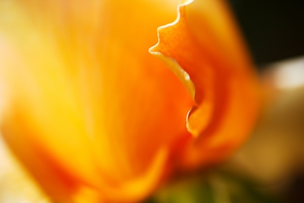 Orange Rose Petal Edge by Joy Watson
